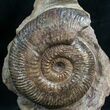 Hammatoceras Ammonite From France #7823-1